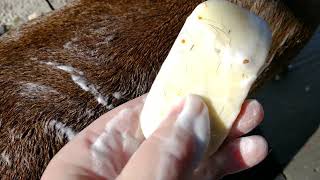 Natural Dog Shampoo that works! by Haloskeeper1 149 views 2 years ago 1 minute, 50 seconds