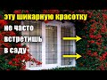 ИДЕАЛЬНОЕ растение для сада, изгороди, забора, ниваки, привлечения птиц. Эффектная пираканта.