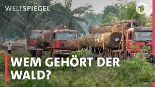 Kongo: Wie Dörfer gegen die Holzindustrie kämpfen