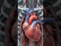 How the heart pacemaker works