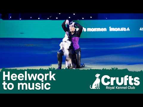 Heelwork To Music Competition | Crufts 2026