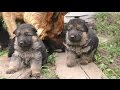 Щенки Немецкой Овчарки 25 дней. German Shepherd puppies. बिक्री के लिए पिल्ले।