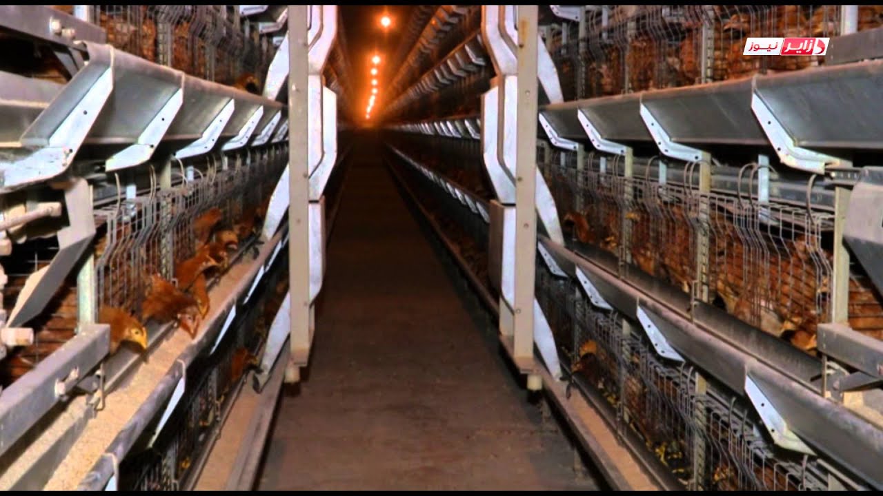 reportage  poulallier elamari bejaia