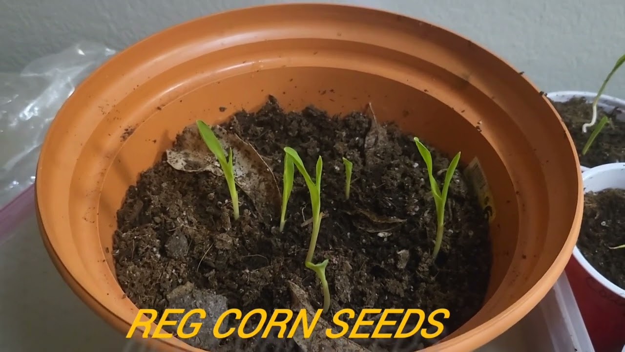 GROWING CORN SEEDS  | POPCORN SEEDS AND SPROUTS.