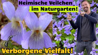 Heimische Veilchen im Naturgarten: Verborgene Schönheit - Die schönsten Arten der Gattung Viola