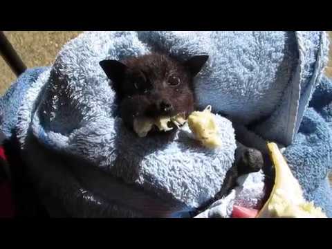 Miss Alicia stuffs her cheeks with banana