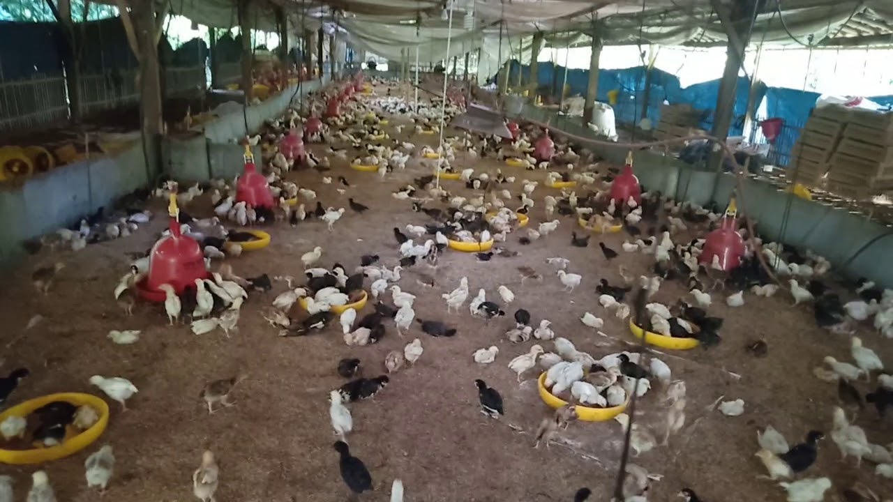 Ayam joper 