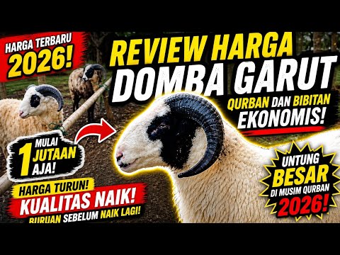 Harga Domba Garut Lepas Sapih