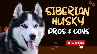 Siberian Husky: The Pros &amp; Cons of Owning One