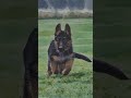 Bizarre Dog Facts