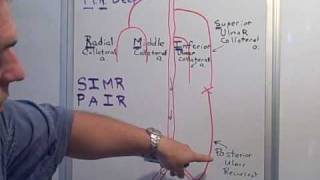 Collateral & Recurrent arteries of the Arm
