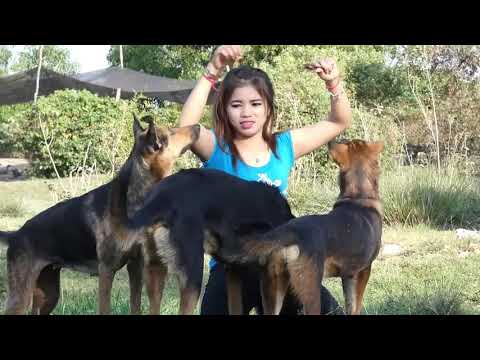 girl and dogs - dog jav Family - How to Play with Funny Dogs at Home