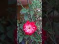 Beautiful double colour button rose #shorts #garden #ytshorts #rose #flowers
