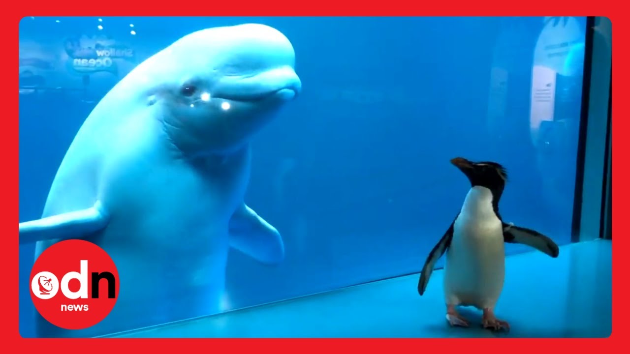 Beluga Whale and Penguin Share Fascinating Encounter in ...