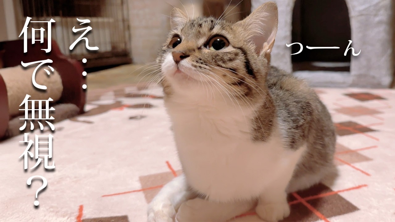 あからさまに飼い主を無視し続ける不機嫌な猫 - YouTube