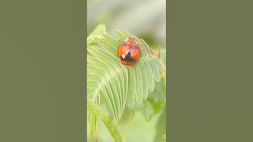 Cận cảnh 🐞 bọ rùa đáng yêu #insects #wildlife #ladybug