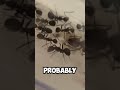 These ants grow REALLY fast! #ants