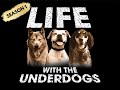 LIFE WITH THE UNDERDOGS Our Village Grows Ep 3 LIFE WITH THE UNDERDOGS Our Village Grows Ep 3