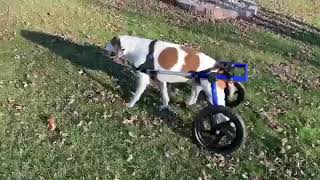 Reggie's Wheels