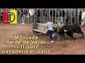 TOROS MONCADA 11-11-2017 Ganadería el Gallo.