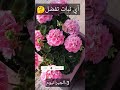 المزهرات الصيفية زراعة أفكار زراعية