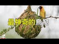 動物建的最神奇的房子！！最神奇的15個動物巢穴 ！【出類拔萃】