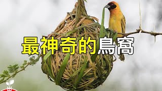 動物建的最神奇的房子最神奇的15個動物巢穴 【出類拔萃】