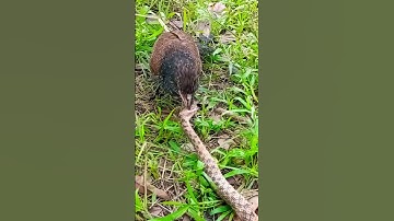 kỹ năng săn bắt rắn của chim bìm bịp#snake#birds