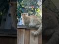 Тебе этого было достаточно 9q котенок котенок пятнистаякошка любителькошек любительживотных 