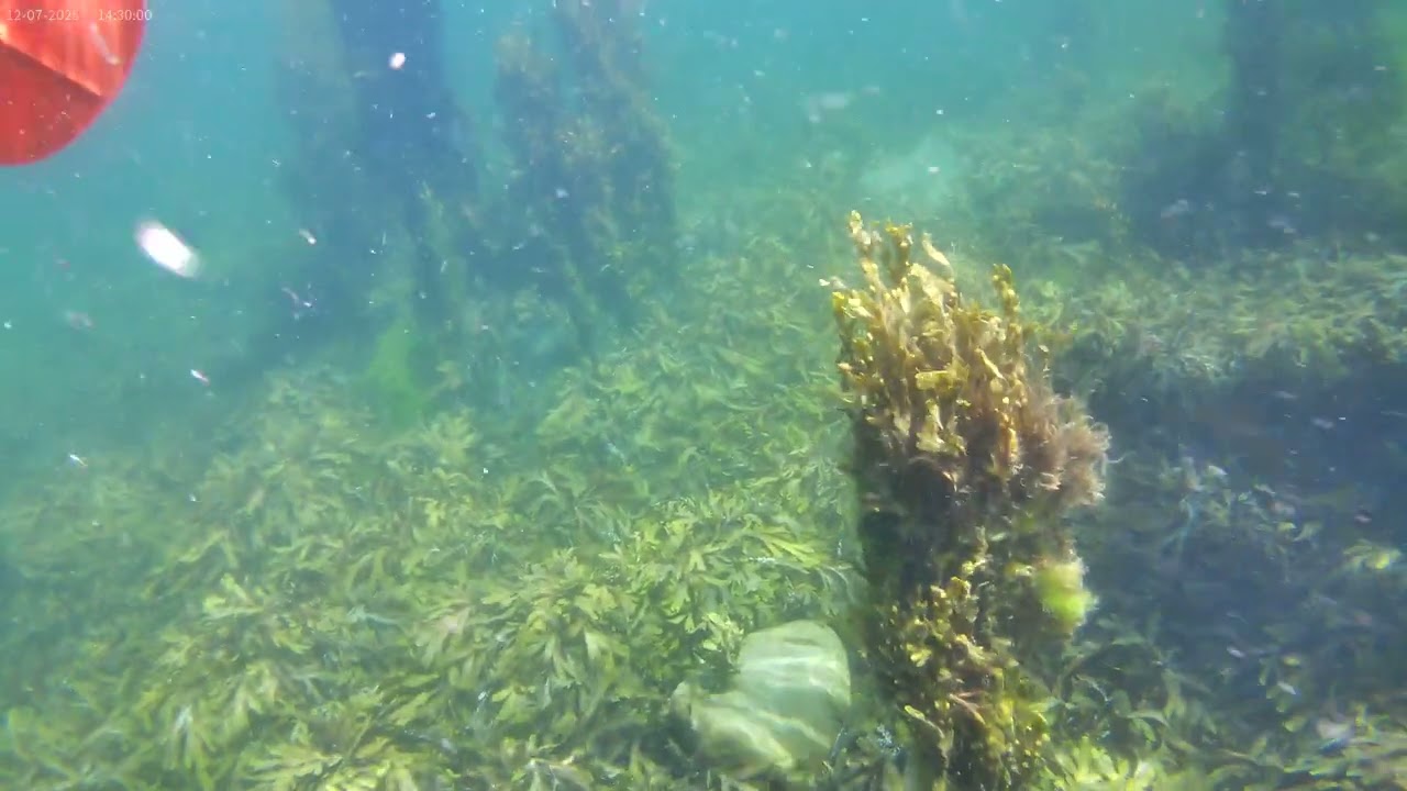 Under water Irish See forest