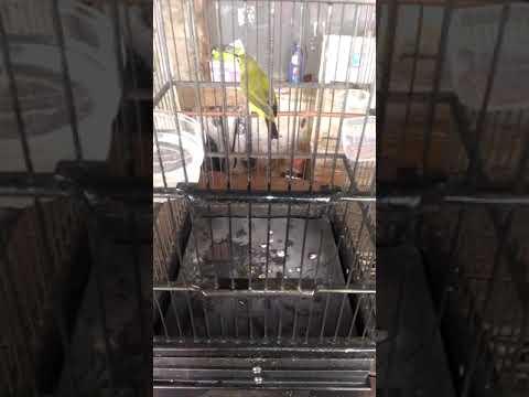 Pleci Dakun Pacitan Ngalas Speed Bongkar Isian Volume Edan