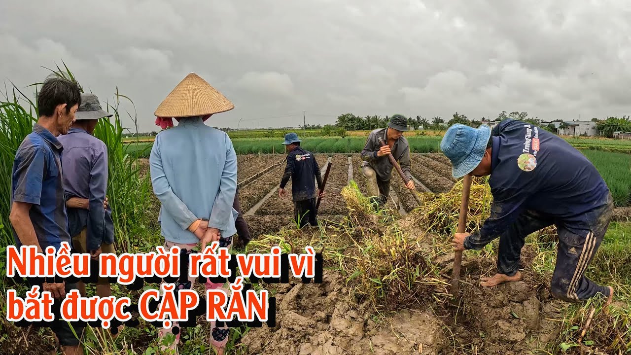 Mọi người trong xóm vui mừng, chạy ra xem CẶP RẮN HỔ MANG | TGSB #1008