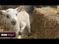 Have you ever seen a five-legged lamb? 🐑 | Newsround