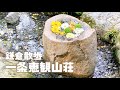 【鎌倉vlog】一条恵観山荘散歩