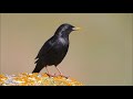 Estornino negro (Sturnus unicolor) Canto