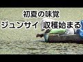 初夏の味覚・ジュンサイ収穫始まる　山形県村山市