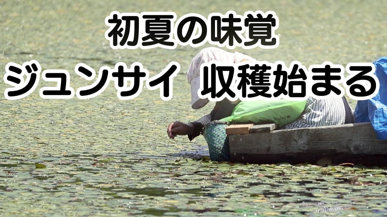 初夏の味覚 ジュンサイ収穫始まる 山形県村山市 Youtube