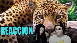 AR. REACCIONAN A (30 CURIOSIDADES QUE QUIZAS NO SABIAS DE PERU ) AR. REACCIONAN A (30 CURIOSIDADES QUE QUIZAS NO SABIAS DE PERU )