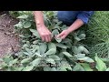 How to Harvest Culinary Sage