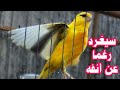 هل تبحث عن تغريد كناري يحفز طيورك على الغناء أسمعه هذا دقاىق لكن فعاااال😍 canary