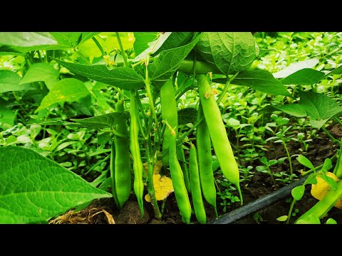 Video: Büyüyen Çalı Fasulyesi: Bahçeye Çalı Fasulyesi Nasıl Ekilir