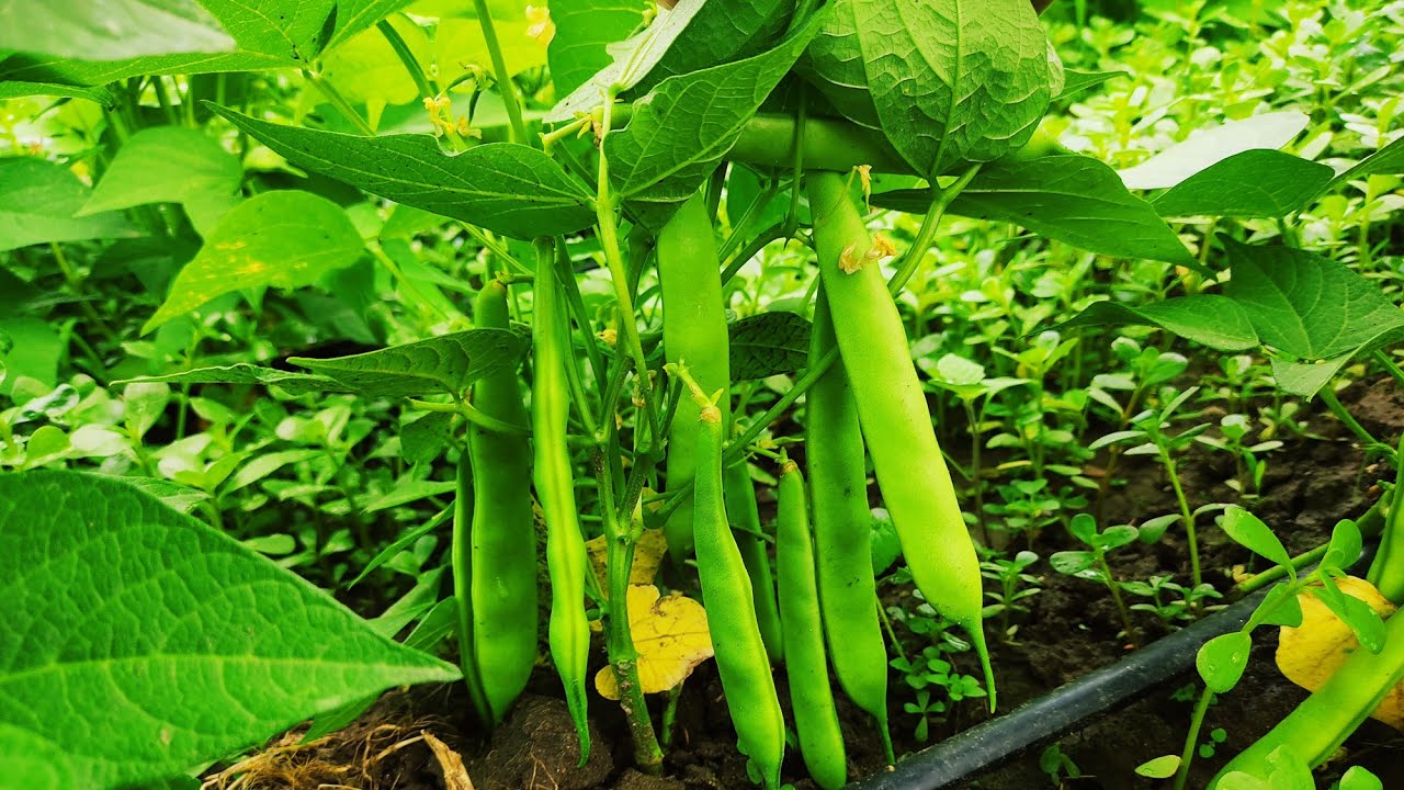 Oturak (Çalı) Fasulye Çeşitleri - Taze ve Sütlü Fasulye