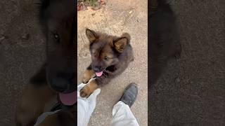 걷기 힘들다고 안아 달라는 시고르꼬물이 #시골강아지 #puppy #귀여운강아지 #똥강아지