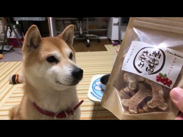 柴犬小春　【しっとり食感】夜食に納豆菌ささみライブ