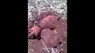 Quando uma especie fica sem equilíbrio se torna um problema para o ...