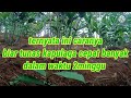 Cara agar kapulaga cepat banyak tunas  di penanaman awal.... ~INDRA CHANEL