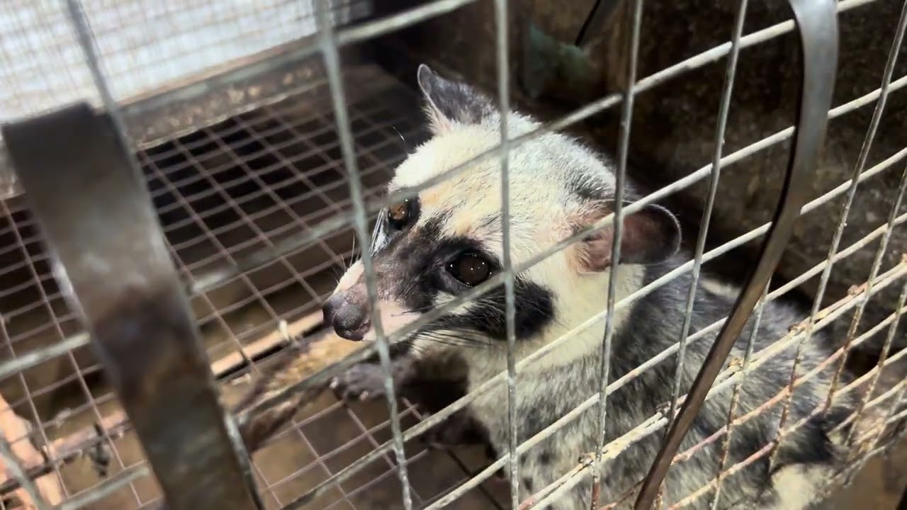 Trại Chồn Hương giống giá rẻ Lh: 0768400969 xuất 6cặp chồn cái hậu bị 6 đực chồn hương nhảy 