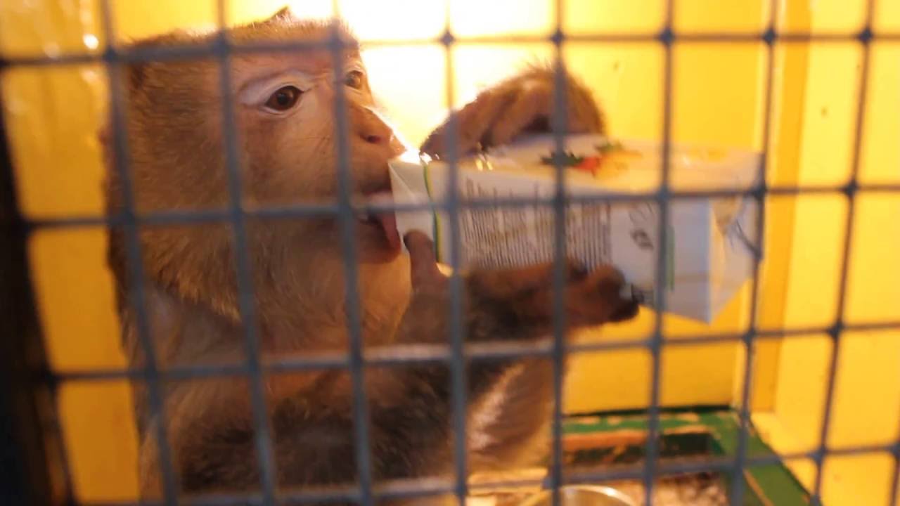 Обезьяна пьет сок - YouTube