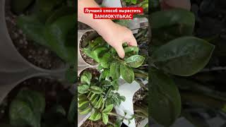 Вы знали что это Лучший способ размножить ЗАМИОКУЛЬКАС #plants