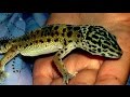 My 5th Leopard Gecko | The Story Of Bindii